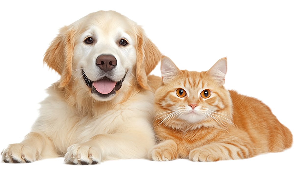 花瓣素材_动物系列通用写实猫狗合影_193708689